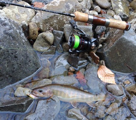 渓流ルアーシーズン開幕 ～長良川水系～
